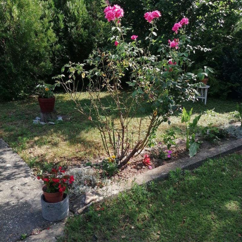 Réz Józsefné kertje 01